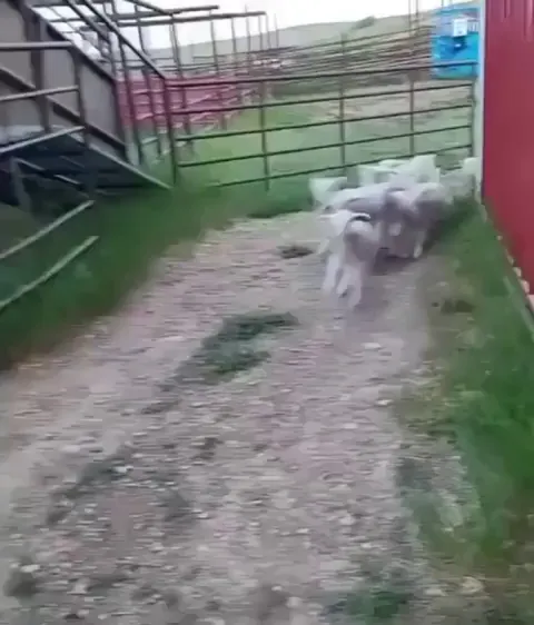 Sheep stampede