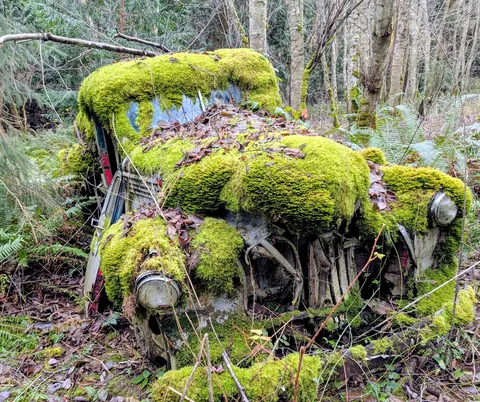 Old truck, sinking into the forest
