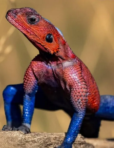 A lizard in Africa that looks like Spiderman