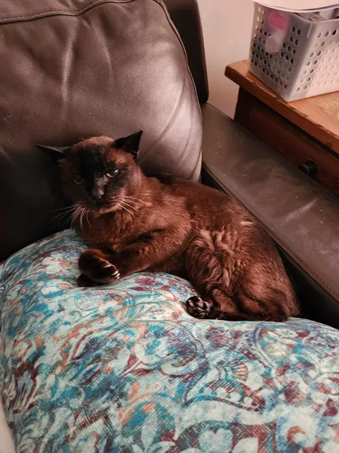 Saying goodbye to Oscar after 22.5 years