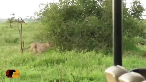 This jackal outsmarting a cheetah