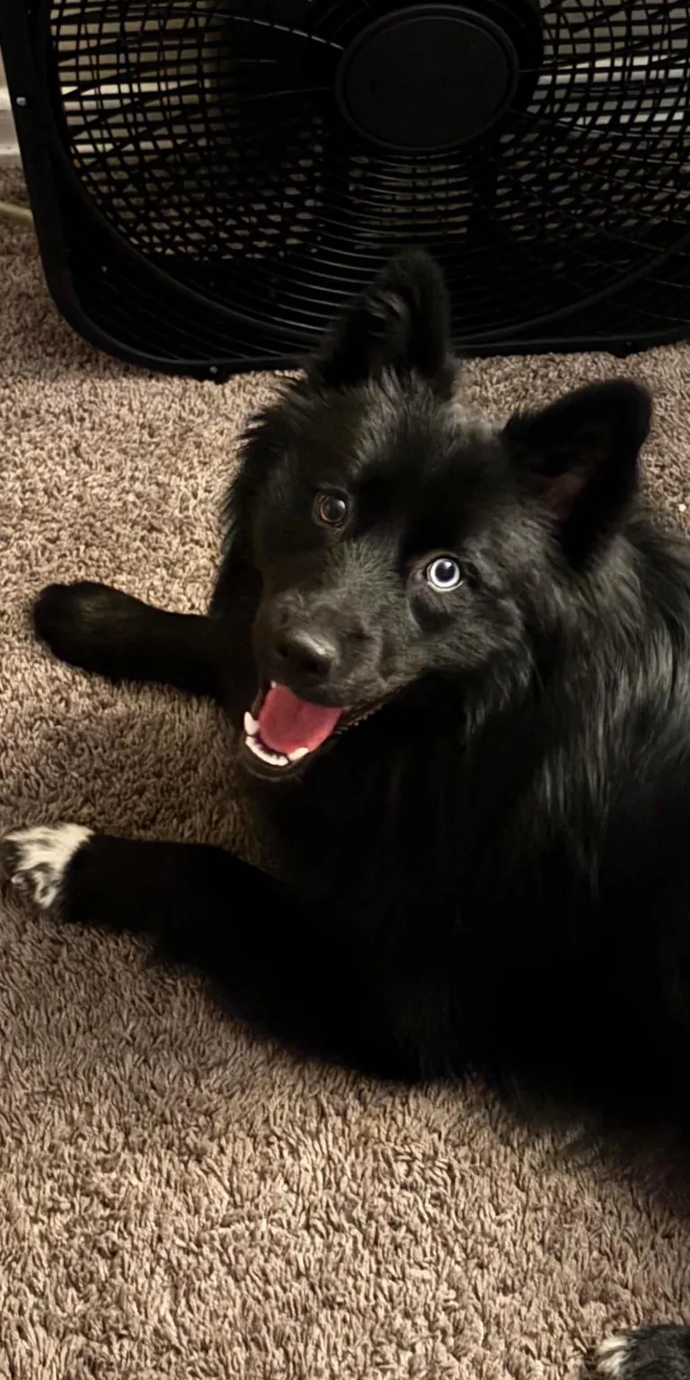 The many faces of a goofy 1 year old Australian Sheppard / American Eskimo (Auskimo?)