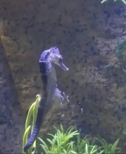 A male seahorse giving birth