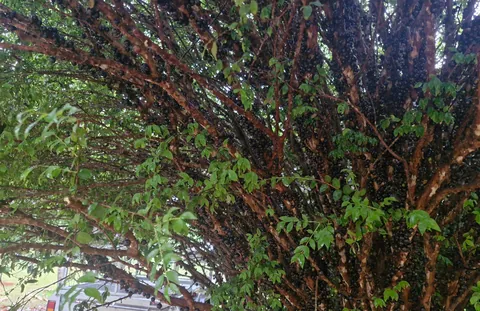 Thought my tree was covered in bugs...