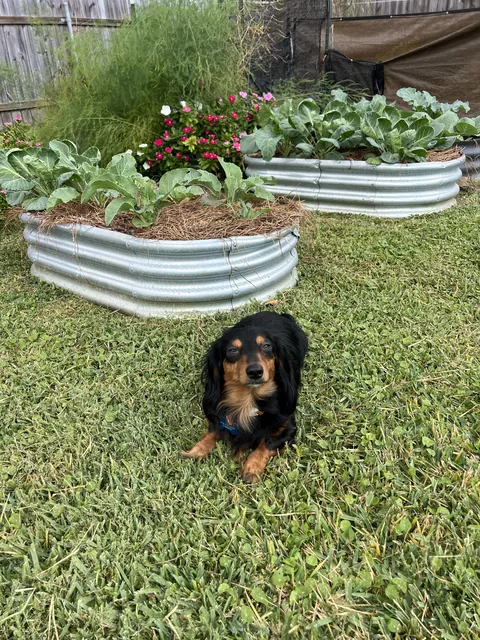 He’s a proud garden dog