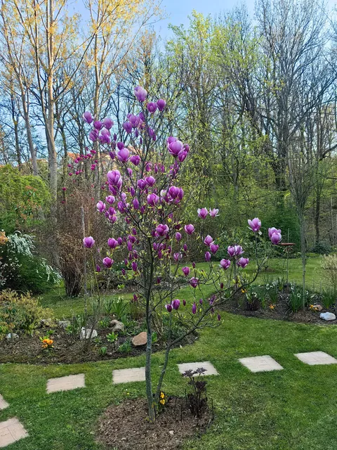 Magnolias i my garden in Serbia