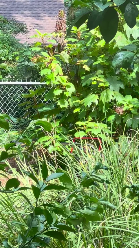 Mowed over a wasp’s nest.  The mower now belongs to them.