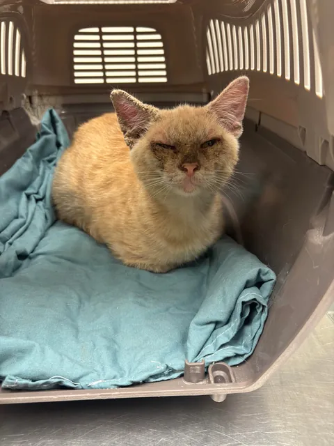 This boy climbed out of a storm drain as I was driving by. I stopped, he yelled at me, then hopped into my Mazda. Before and after some loving.