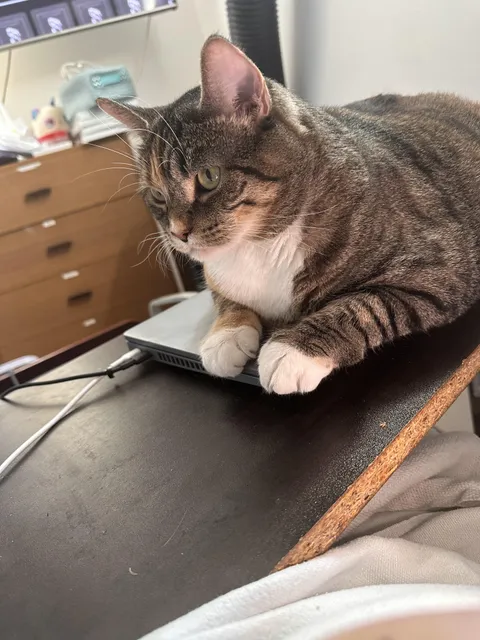 My cat was on the euthanasia list. Now she has a beautiful home with all the cuddles in the world ❤️