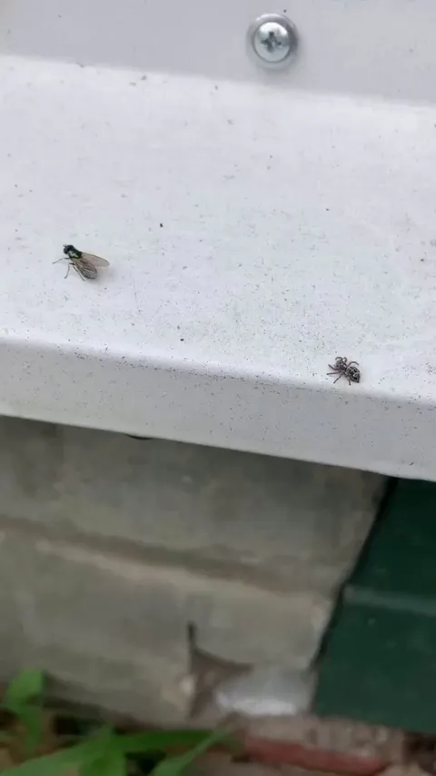 Suspenseful Jumping Spider Ambush