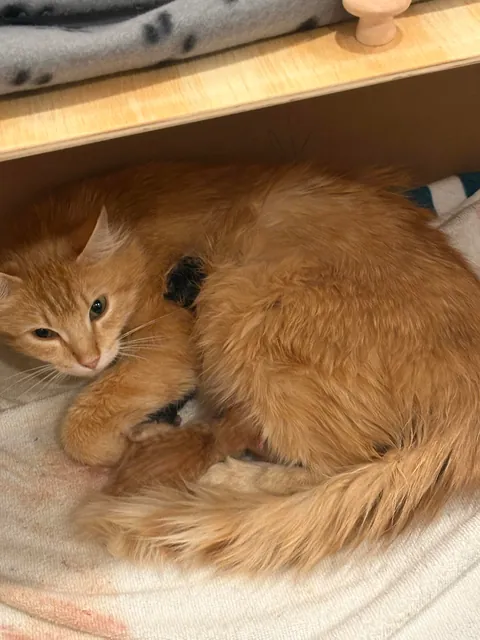 Took in a feral and now I'm caring for a litter of Kittens