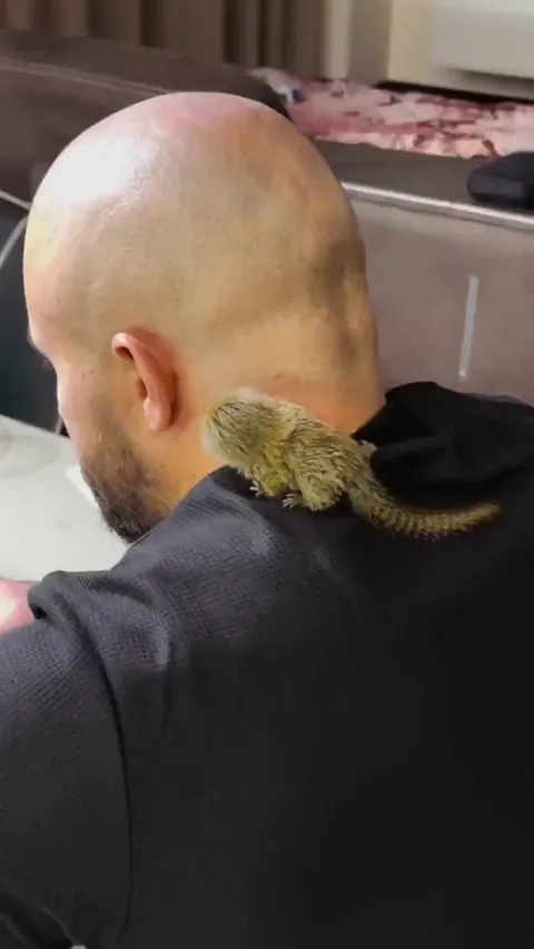 the Pygmy marmoset 

the smallest monkey in the world