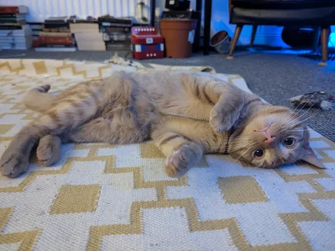His name is Soup and he likes belly rubs