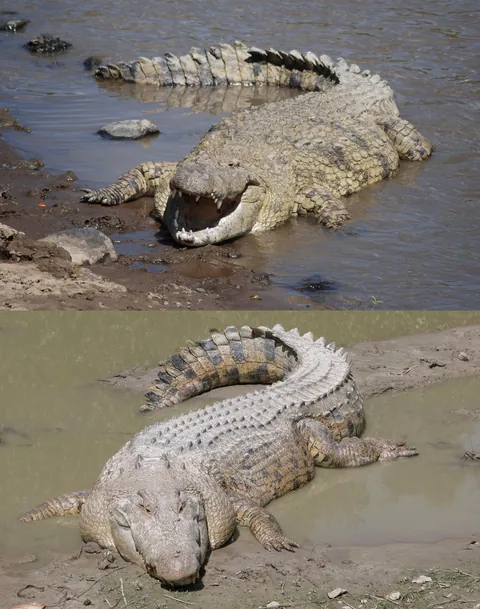 The Nile (top) and Saltwater (bottom) Crocodiles are easily the two most dangerous predatory animals to human beings, both known to hunt people on a regular basis and being responsible for several hundred deaths every year.