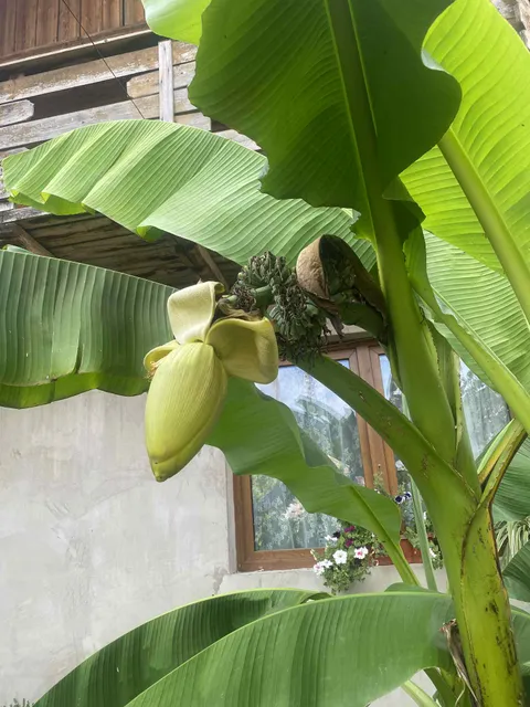 Banat, Romania, 41.2°C today and banana trees are making fruit. If this doesn’t scream climate change, I don’t know what does.