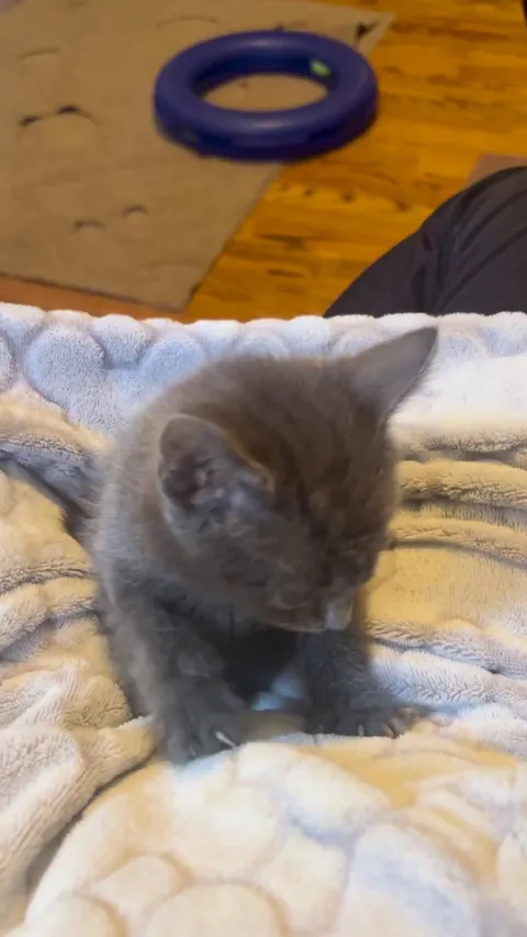 Another day at the foster biscuit factory.