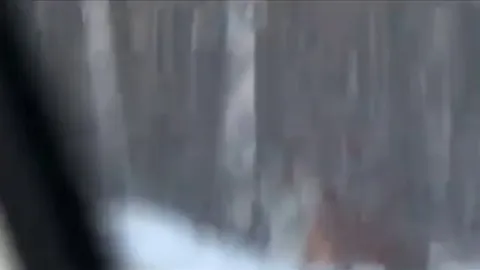 🔥driving past a rare Siberian Tiger in the Taiga