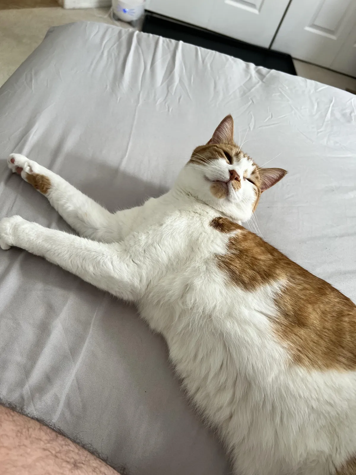 My cats stopped me from ending it all this weekend