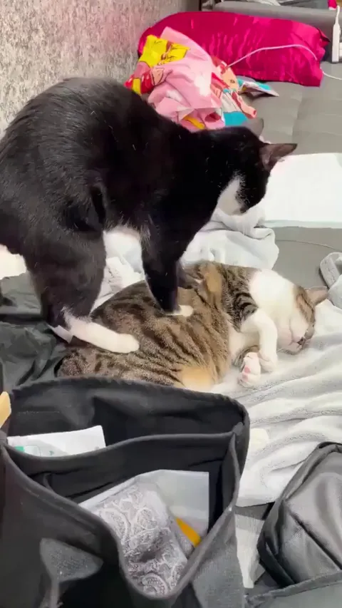 Purrfessional meowssage therapist.