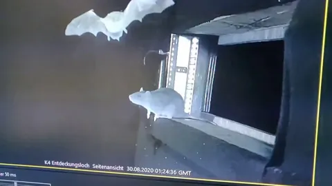 For the first time a German study shows rats catching bats from midair. The study showed rats hunting in total darkness, using whiskers to feel air currents from bat wings. This  may be a reason why potentially bat pathogens like coronaviruses and paramyxoviruses are spilling over to rodents.