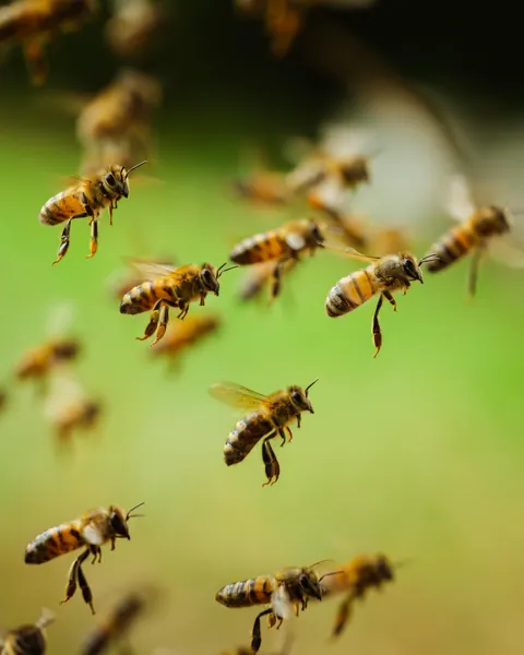 ITAP of a Swarm of Bees