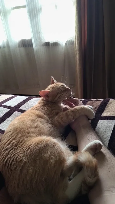 Why does my friend's cat do that? I hardly ever see him, but when I come to visit, he never leaves my side. I only have dogs but this little fella makes me want to have a cat someday lol