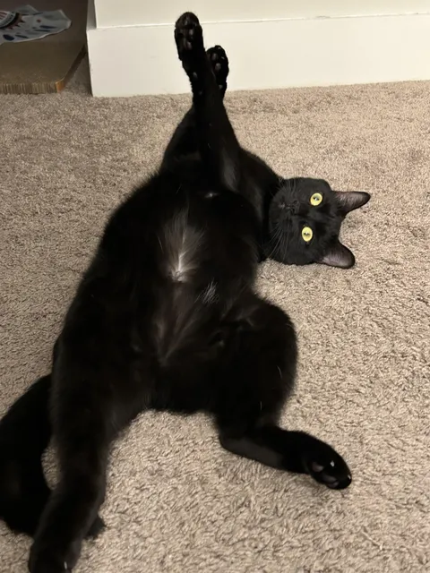 Walked in and saw her laying like this