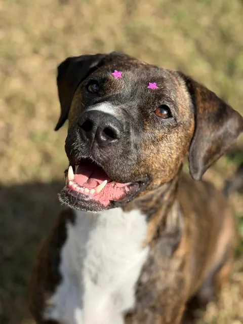 I was adopted 2 years ago today!