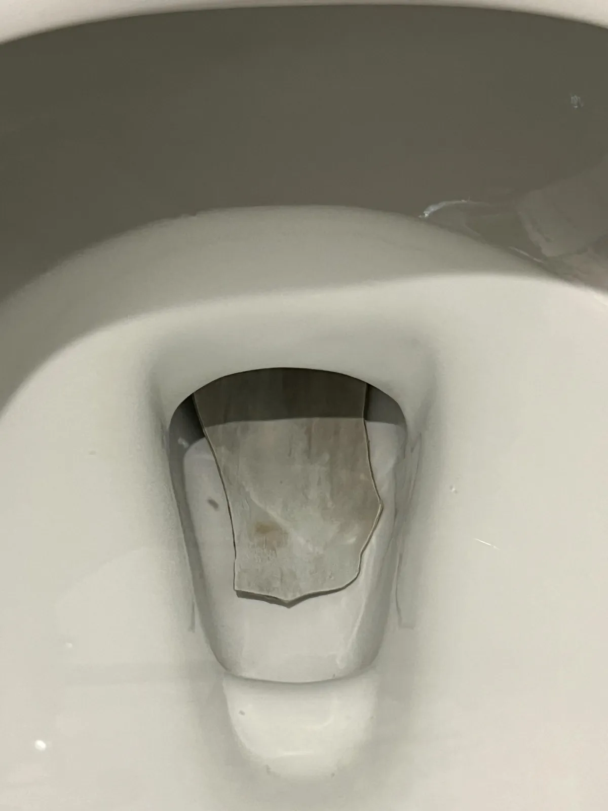 Wife just noticed this in the toilet, any idea what it is/if any action is required?