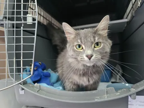 The beautiful Fiesta from our shelter. She looks like a kitten but she’s already one year old. She’s a sweetheart ❤️❤️❤️