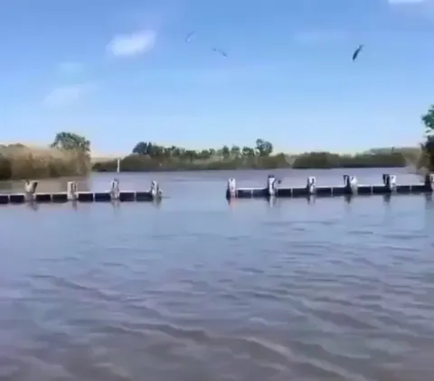 🔥 A Caracal's perfect jump