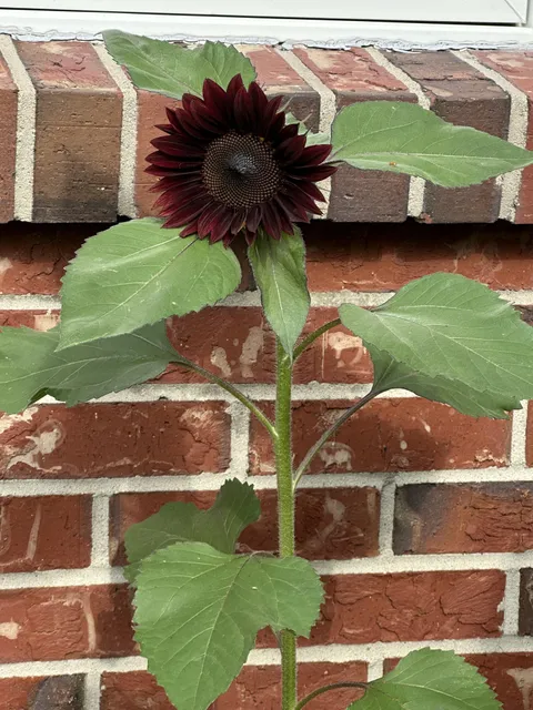 My daughter finally got a black sunflower to grow ( from a seed ! ) way to go Lyn🌻