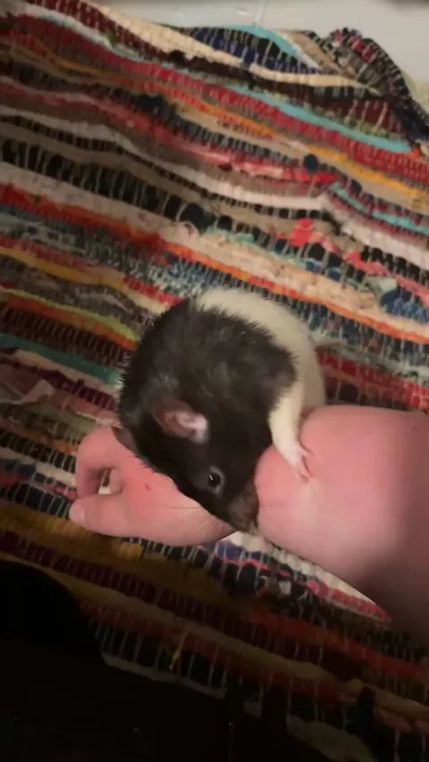 why is he biting me? i just came home after two weeks of being gone. he did this to me the last time i was gone for two weeks. it doesnt hurt and he is barely biting me