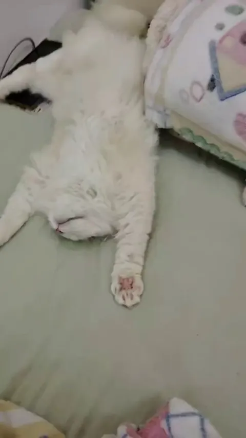 I assumed my cat would be lonely while I was at work, but my boyfriend came home early and found him fast asleep at home. That was some very unnecessary worrying on my part 😅