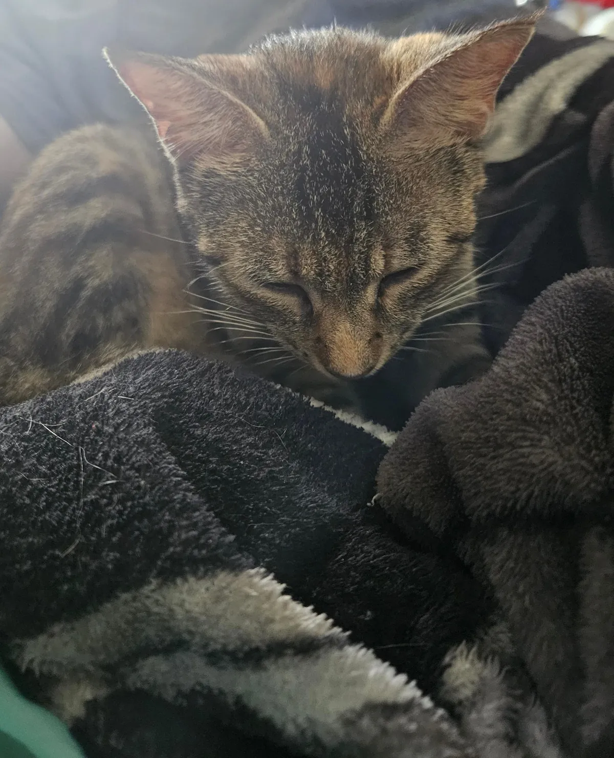 My girl lost her babies. I dont know what to do.