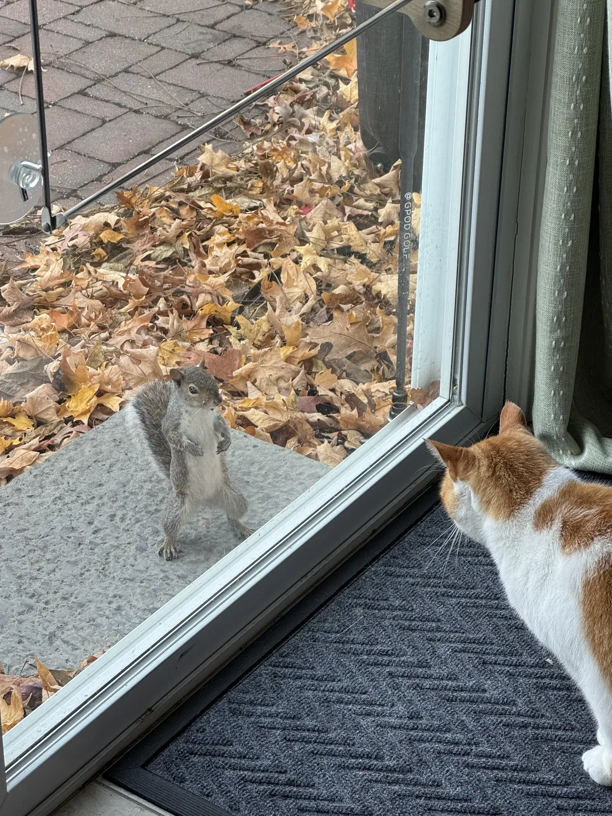 PsBattle: Squirrel facing down a Cat