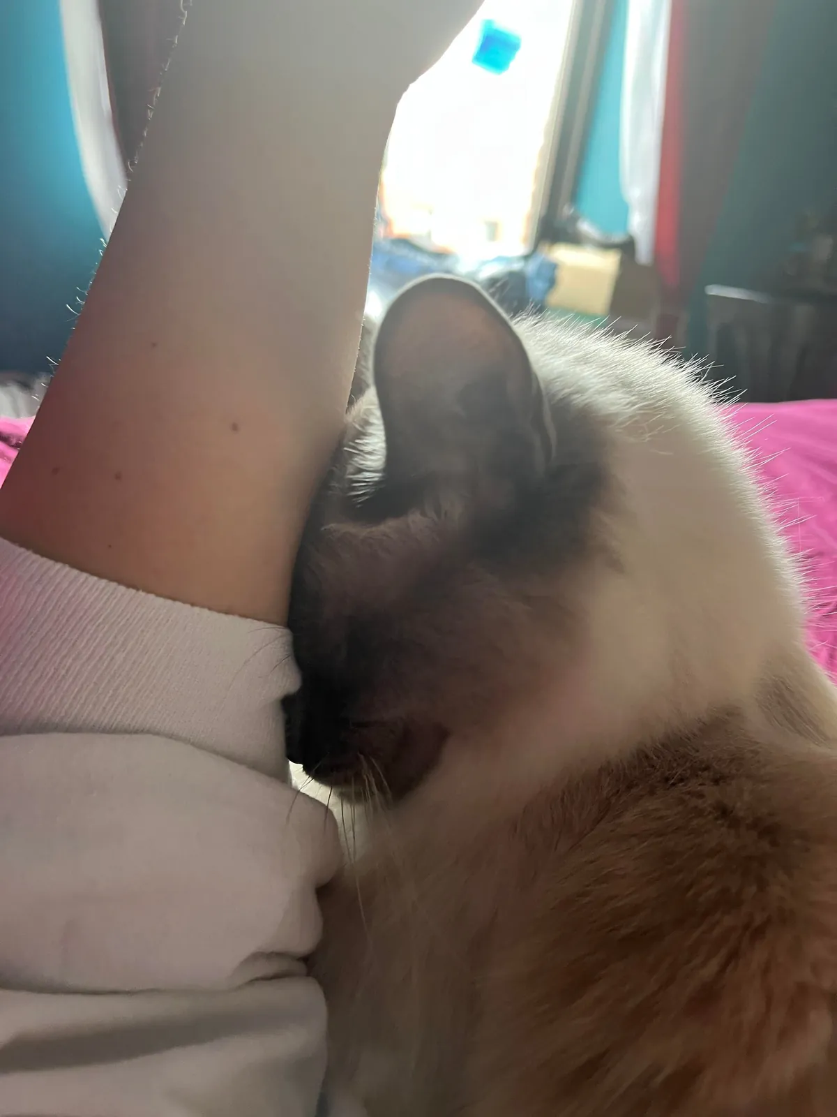 Kitty likes to burrow his face whenever we cuddle