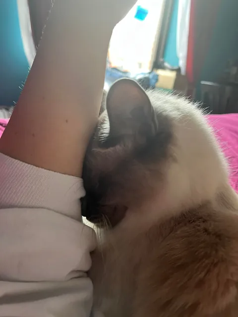 Kitty likes to burrow his face whenever we cuddle