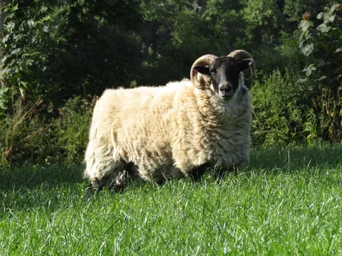 I’ve had Bramble for two years now. He was such a small lamb that I got him for free from a farmer, but he has grown into a very strong boy! I love him so much.