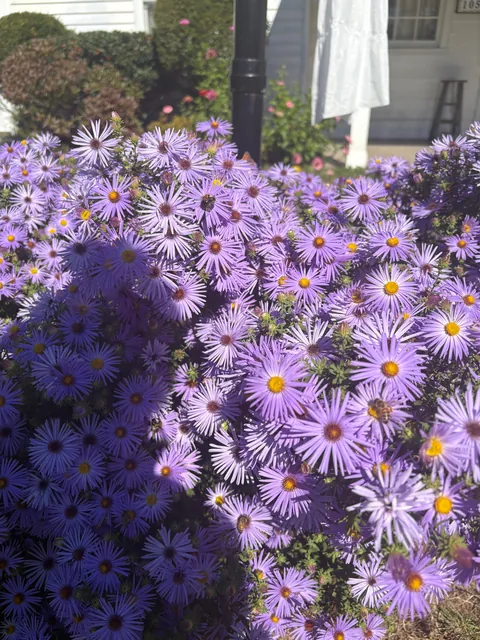 Year 3 for my asters