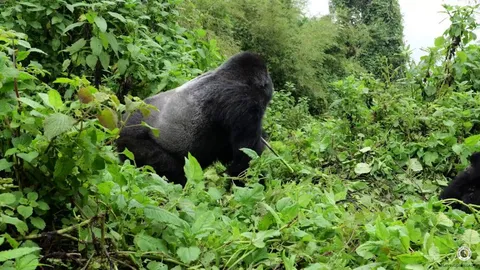 Baby Gorilla asks for a hug