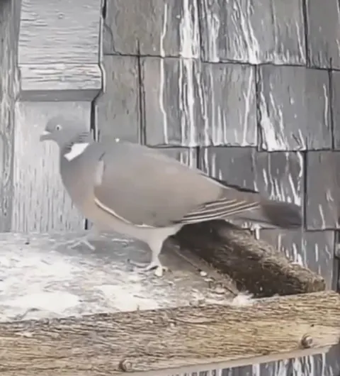 Pigeon walks into the wrong nest