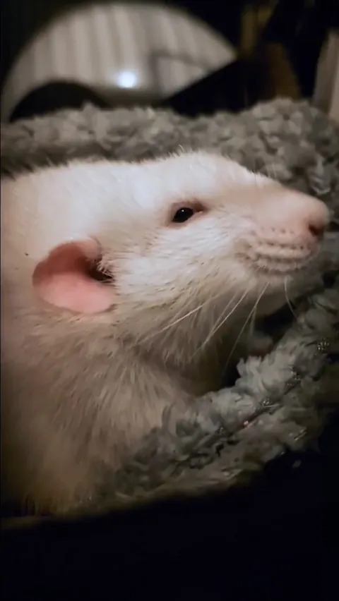 Oxtail has tiny, tiny eyes but he still tries to boggle. (Sorry for my bebbeh voice)