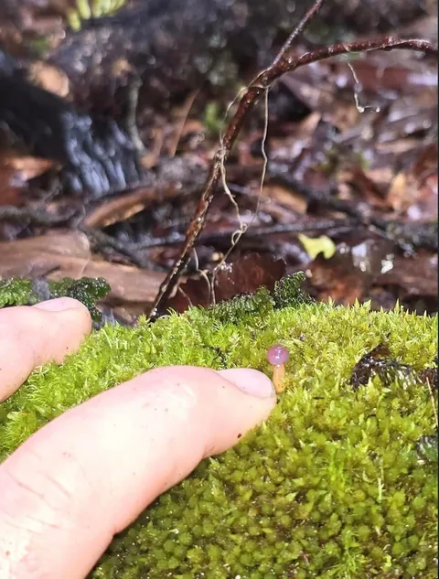 New Zealand photographer takes stunning photos of tiny mushrooms