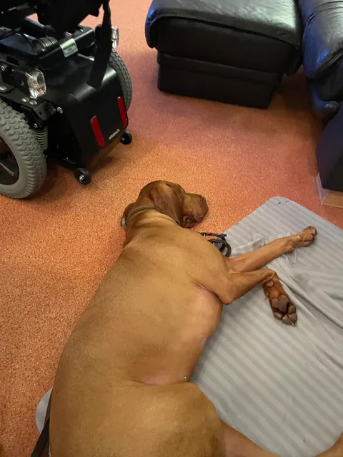 [homemade] Christmas Beef Wellington