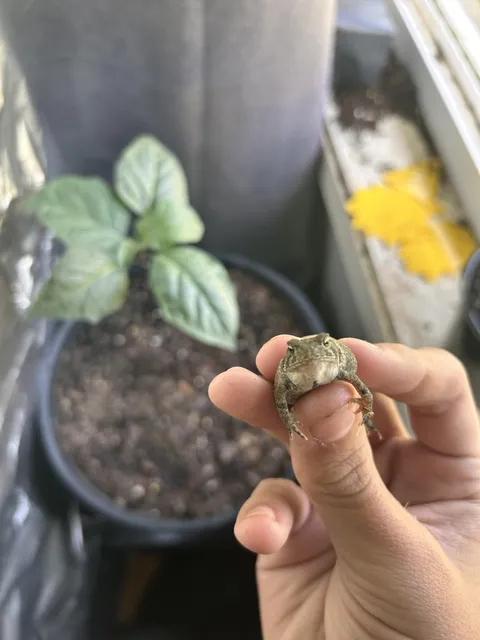 Think I figured out how my gnat problem randomly and suddenly got fixed.. thanks lil dude