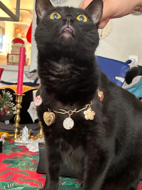 Tell ketchup she looks pretty with her necklace 🥰🙏💎