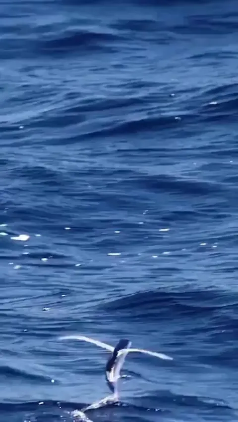 Flying fish aka Exocoetidae