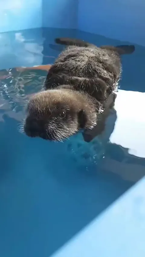 Gorgeous baby sea otter takes his first swim
