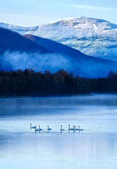 🔥 A beautiful morning, with this group of swans, the morning fog and the fresh snow that covers the mountain